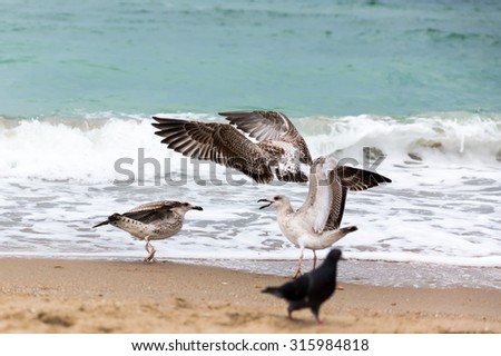 Seagulls flying over the waves of the Black Sea in search of food at sunset