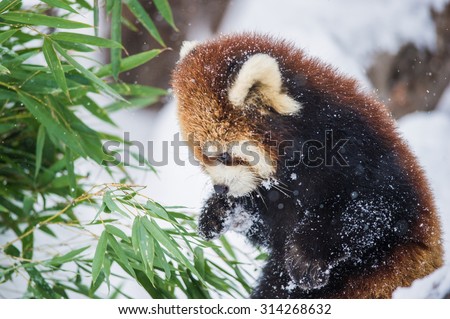 cute red panda playing on snow winter