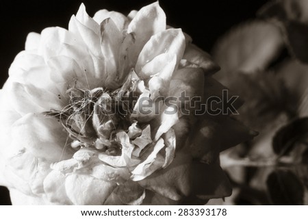 Flower with duo tone