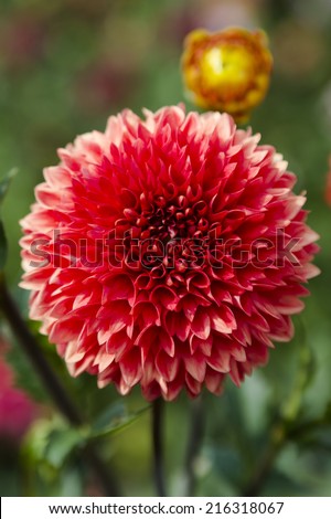Dahila, deep focus.Dahlia  is a genus of bushy, tuberous, herbaceous perennial plants native mainly in Mexico, but also Central America, and Colombia.