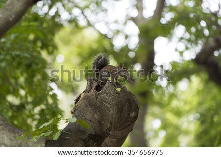 Closeup view of one beautiful curious funny cute small wild animal of squirrel grey colour with long fluffy tail sitting outdoor in forest on natural background, horizontal picture