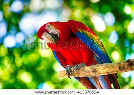 Beautiful cute funny bird of red feathered ara parrot outdoor on green natural background