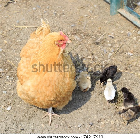 Redhead chicken hen with chickens.