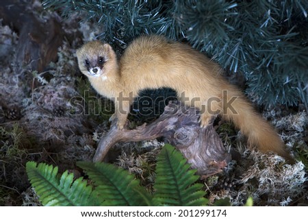 Stuffed ferret. Tourist complex \