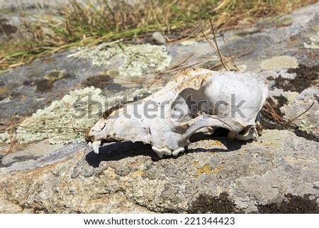 Skull cattle on the rock. Sithonia peninsula in northern Greece.