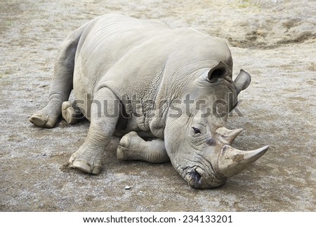 Southern White Rhinoceros. Oldest zoos in Europe. Republic of Ireland.