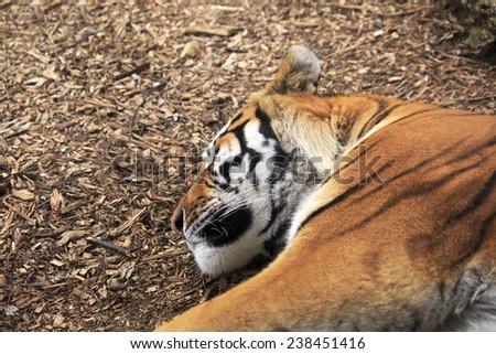 Amur tiger sleeps. Oldest zoos in Europe. Republic of Ireland.
