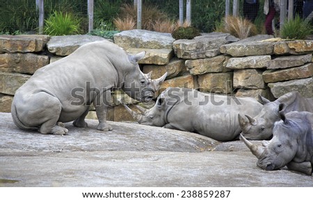 Herd of Southern White Rhinoceros. Oldest zoos in Europe. Republic of Ireland.