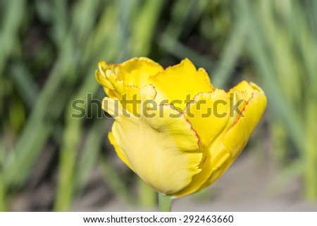 Beautiful yellow tulip in the South Western Siberia.