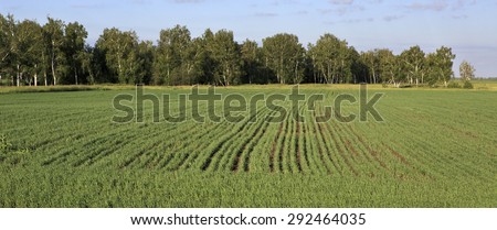 Green field with seedlings of cereals. South Western Siberia.