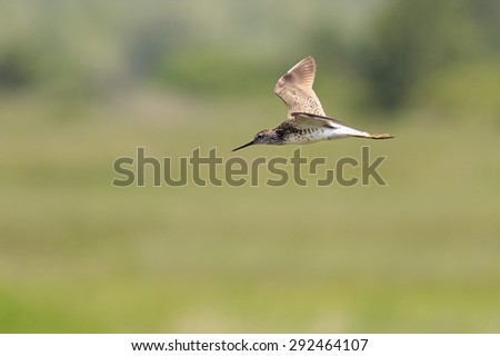 Long billed dowitcher. Birds of South Western Siberia.