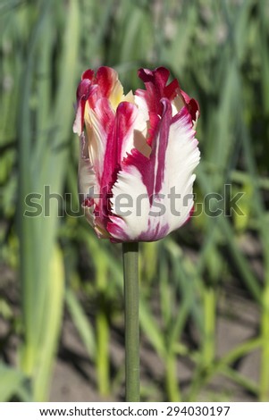 Beautiful Dutch colorful tulip in the South Western Siberia.