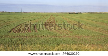 Green field with seedlings of cereals. South Western Siberia.