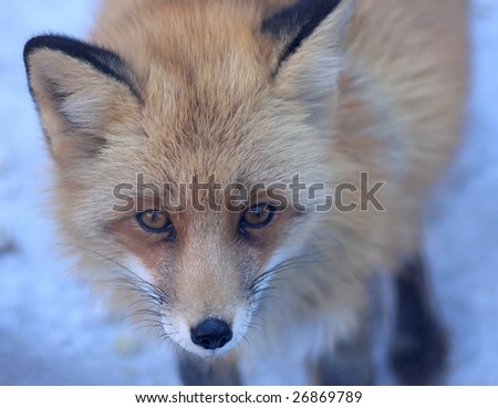 Red fox. An animal is in a cage. Zoo.