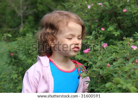 A little girl smells the flowers of wild rose.