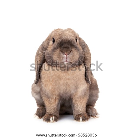 Dwarf Lop Bunnies