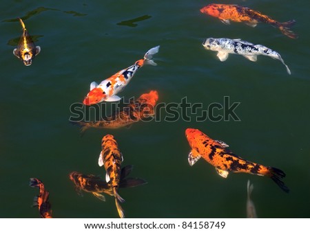 Flock of fish (Koi) in the pond.