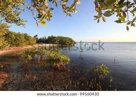 Mangroves in the Atlantic Ocean. Cayo Guillermo. Cuba.