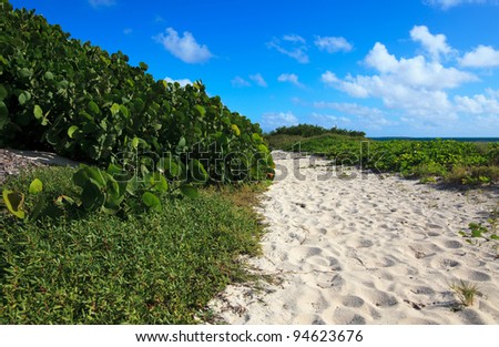 Path to the sea of white sand. Atlantic Ocean. Cayo Guillermo. Cuba.