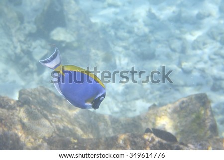 Powder Blue Tang in Indian Ocean near the Seychelles.