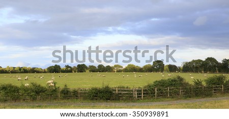 Green pasture with sheep in the countryside of Ireland.