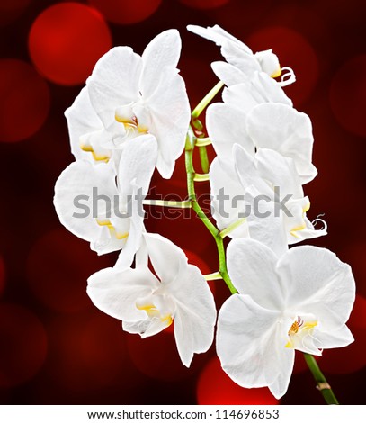 Phalaenopsis. White orchid on soft dark red background