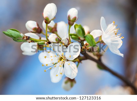 Spring. Blossoming tree brunch with white flowers