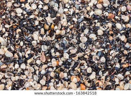 Large number of shells molluscs lies on the coast. Seashells natural background
