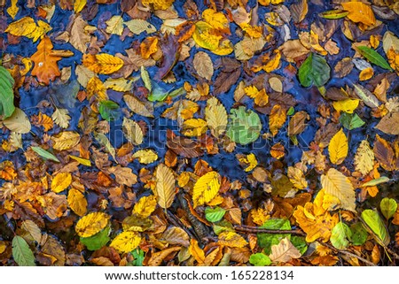 Autumn  leaves. A lot of yellow and orange dry leaves lying on the watar