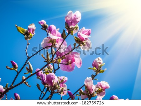 Magnolia soulangiana. Springtime. Pink magnolia flowers. Flowering tree on blue sky background