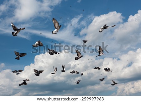 Flying pigeons. Many birds flying in the blue sky with white clouds