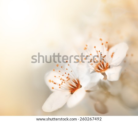 Springtime. Soft focus image of spring flowers blossom in sunny day. Beautiful nature scene with blooming tree and sun flare. Sunny day. Beautiful Orchard background.