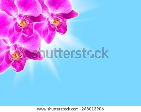 Phalaenopsis. Pink orchids on blue background with rays of light