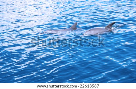 two wild dolphins hunting in indian ocean