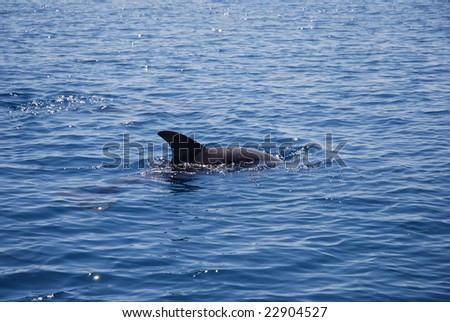 wild dolphin in indian ocean