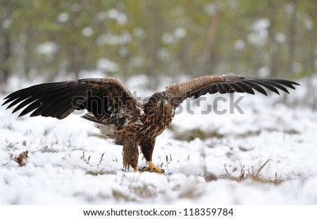 White tailed eagle wings spread