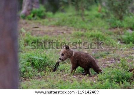 Brown bear cub walking in the forest