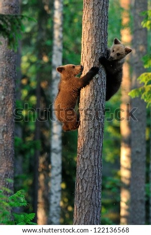 Brown bear cubs on tree