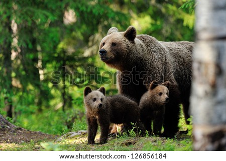 Brown bear with cubs in the forest Brown bear with cubs in the forest