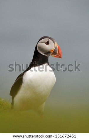 Atlantic Puffin or Common Puffin, Fratercula arctica, Iceland