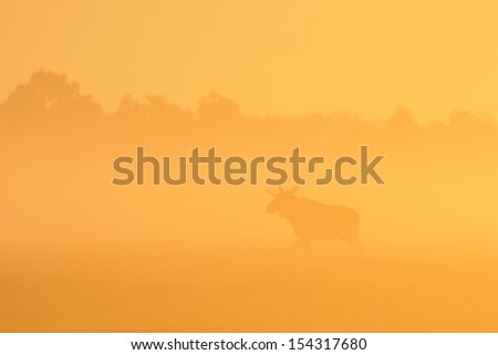Moose bull in sunrise