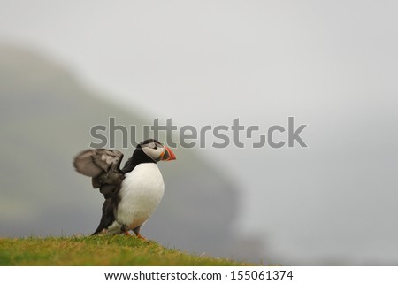 Atlantic Puffin, Common Puffin, Iceland