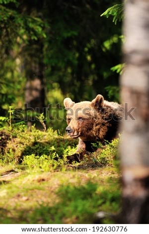 Brown bear resting in forest