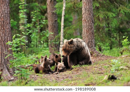 Bear with cubs in forest
