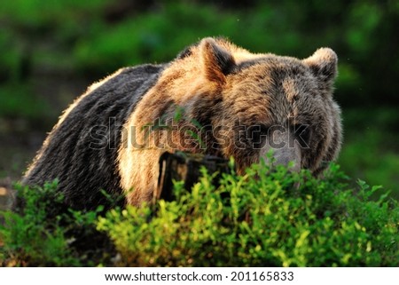 Bear resting in forest