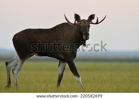 Moose bull walking in the sunset