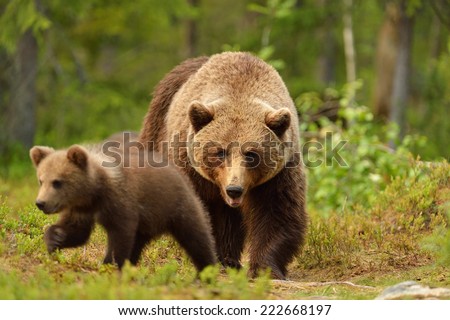 Brown bear with cub in forest