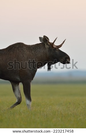 Moose bull walking at sunset
