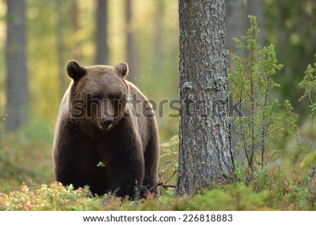Brown bear in the forest at fall