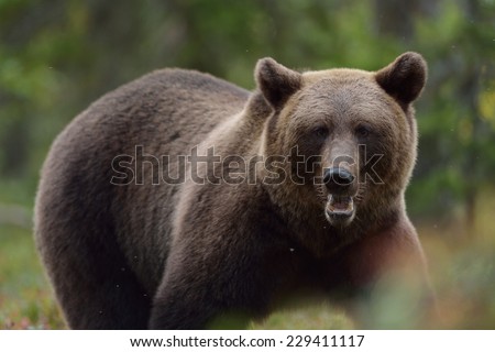 Brown bear portrait in the forest at fall